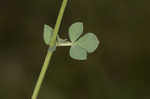 Bird's-foot trefoil